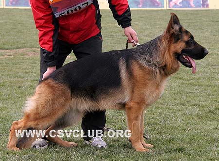 SG1 5007 皮帕 Pippo von Dossel，CSZ88636，犬主：韩彬
