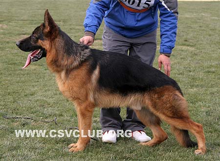 SG2 5015 杜卡斯 Dorkas von JingPin，CSZ88343，犬主：牛福林