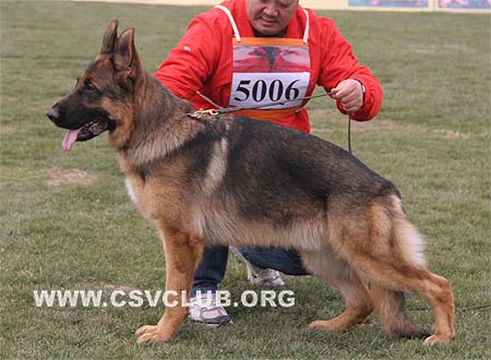 SG3 5006 菲利普 Phillip von Dossel，CSZ88635，犬主：韩彬
