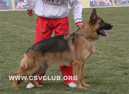 SG4 5017 爱斯曼 Iceman von Santamar，CSZ8002195，犬主：史国清(长风)