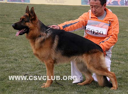 SG5 5020 波力欧热 Berlioz von ShenYangDaYu，CSZ86718，犬主：王振宇