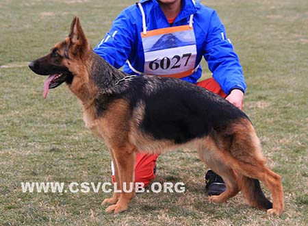 SG1 6027 弗拉若 Flavia von ZhiYin，CSZ87470，犬主：俞啟国