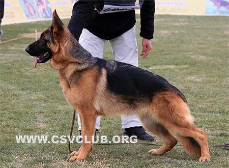 SG2 6001 芭丝思雅 Bascia von SanDing，CSZ90700，犬主：陈栋