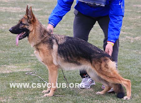 SG3 6026 本娜 Benna von HanWei，CSZ87533，犬主：于建国(汉魏)