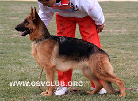 SG4 6032 芭瑞卡哒 Barrikade von ZhongXing，CSZ83918，犬主：邹文亭