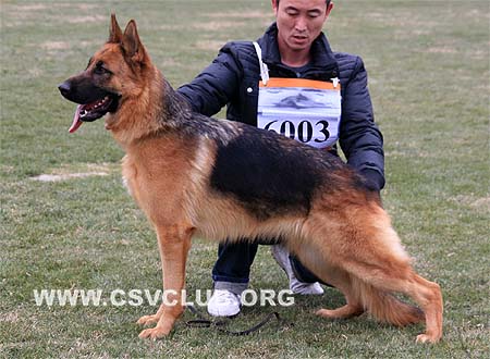SG5 6003 布荷娜 Brena von Haus Deng，CSZ85714，犬主：邓海滨