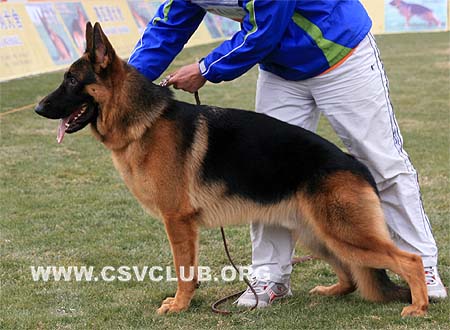 VV1 7007 加斯莫 Jasmo von JingXing，CSZ91451，犬主：李经涛