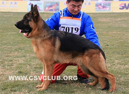 VV2 7019 布德 Bud von Mo Ya，CSZ97712，犬主：赵振平
