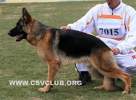 VV3 7015 菲雷克斯 Felex von PanXinFeng，CSZ94124，犬主：张金攀