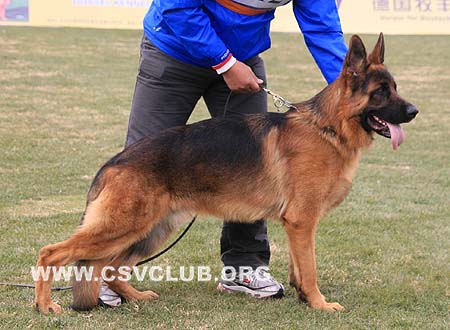 VV4 7012 Kalif vom Heinrichplatz，CSZ8002197，犬主：许冬清