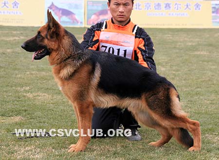 VV5 7011 查莫皮尼 Champion von LianYou，CSZ92018，犬主：王华凯