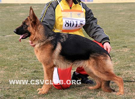 VV4 8015 格露波陈 Gruebchen von WeiSheng，CSZ96638，犬主：纪增武