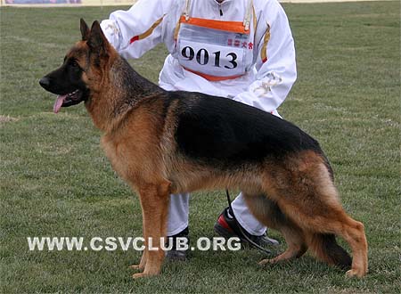 VV1 9013 绍里 Schorry von OuWeiJie，CSZ107105，犬主：吴秀香