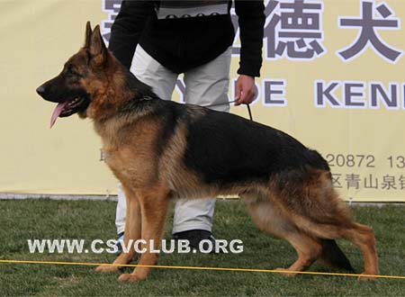 VV2 9009 卡克 Cak von TianZhong，CSZ102723，犬主：李娟