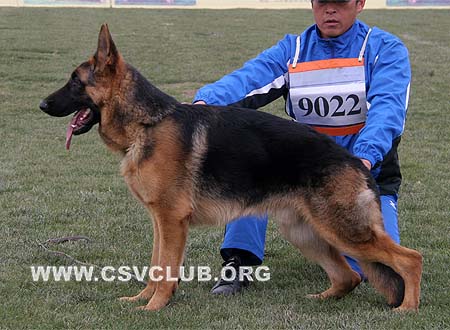 VV3 9022 得依 Dayq von ZhongYou，CSZ98709，犬主：宋健