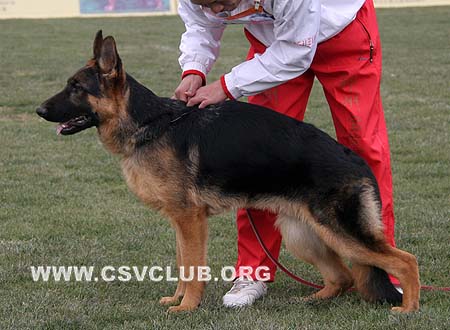 VV4 9014 依力波 Elbo von GuDu，CSZ99818，犬主：闫运动