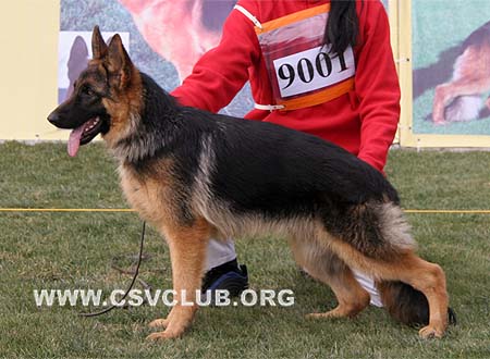 VV5 9001 简 Jeanq von JiLi，CSZ99863，犬主：白炎生