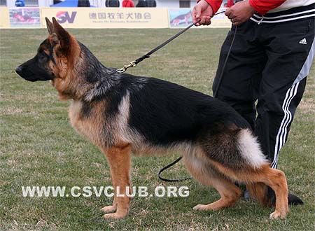 VV1 0004 奥乐尼杜 Orfeus von ChenQi，CSZ105805，犬主：符伟其