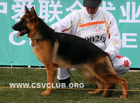 VV2 0026 赛拉 Sera von OuWeiJie，CSZ107108，犬主：吴秀香