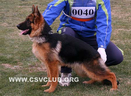 VV3 0040  克瑞可 Criki von Mo Ya，CSZ110283，犬主：杨青文