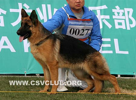 VV4 0027 赛克斯 Sexi von OuWeiJie，CSZ107109，犬主：吴秀香