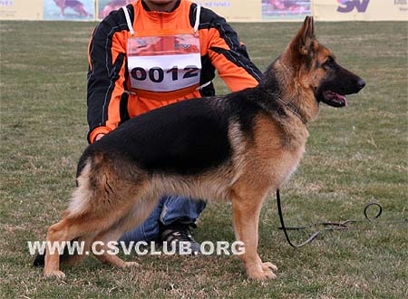 VV5 0012 查恩提 Chanti von TianHe，CSZ98609，犬主：黄建
