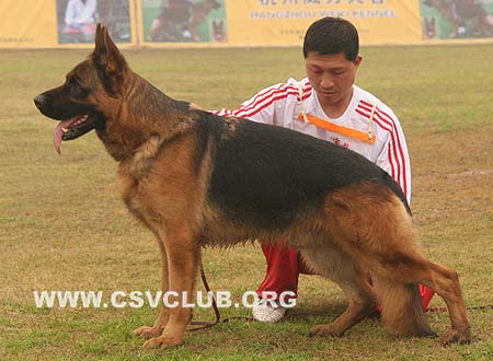 V1 1025 希尔 Xill aus dem Haus Zygadto，公，2007-03-05，CSZ8002131 犬主：李深义
