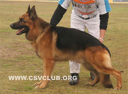 V2 1035 金格斯 Djenges Kahn v.Sante's Home，公，2004-09-24，CSZ8002245 犬主：王华凯