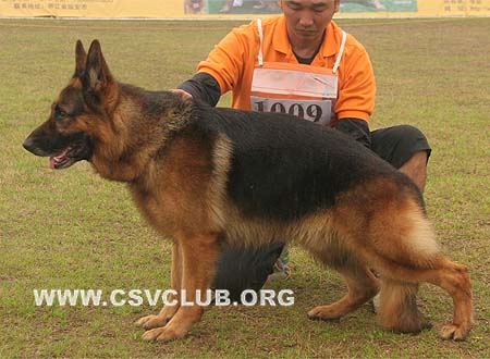 V3 1009 雅卡斯 Jakas Garliavietis，公，2006-01-23，CSZ8002268 犬主：冯伟叶