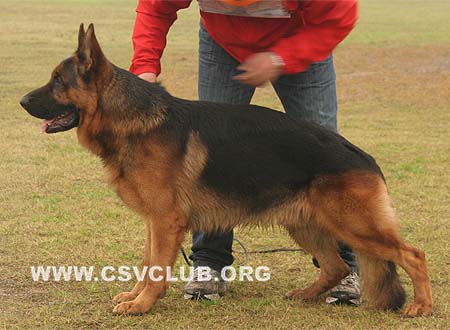 V4 1032 耶娄 Yello von Arminius 2000，公，2008-01-31，CSZ8002232 犬主：任金友