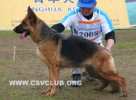 V1 2008 达索 Dasso von Happy，母，2007-05-22，CSZ55093 犬主：符伟其