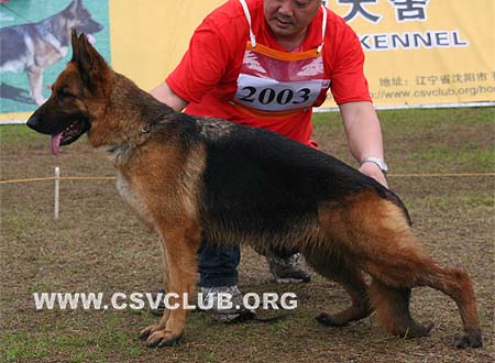 V2 2003 瑞娜 Rane von ZhongDa，母，2007-02-19，CSZ44697 犬主：曹灵君