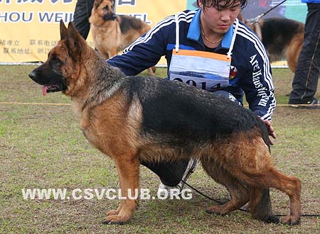 V3 2014 爱可佳 Ackja von LongYanWangZhuang，母，2007-12-15， CSZ62819 犬主：何不