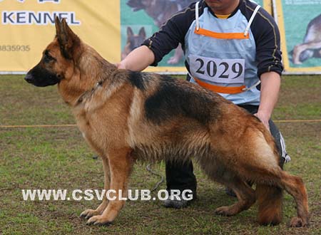 V5 2029 劳茜 Raoxi von KaiXuan，母，2007-02-26，CSZ45516 犬主：王华凯