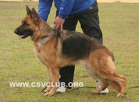 SG1 4006 多利 Dolly von fute，母，2008-05-18，CSZ77536 犬主：葛立君