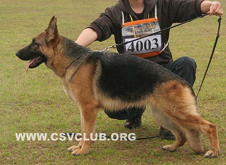 SG2 4003 芭卡若 Baccara von BoHai，母，2008-03-26，CSZ74976 犬主：方德贵
