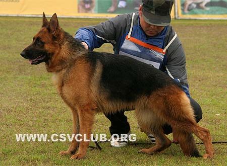 SG3 4018 芭蒂 Badi von DaDongYang，母，2008-05-18，CSZ77551 犬主：楼根生