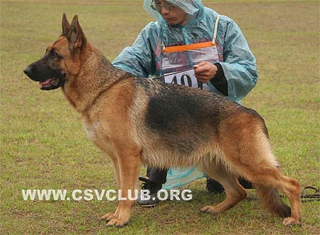 SG5 4015 多瑞蒽 Doreen von fute，母，2008-05-18，CSZ77538 犬主：林国源