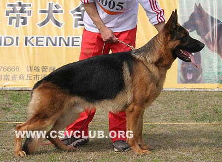 SG1 5005 阿拉功 Aragon von der Zenteiche，公，2008-10-01，CSZ8002179 犬主：李深义