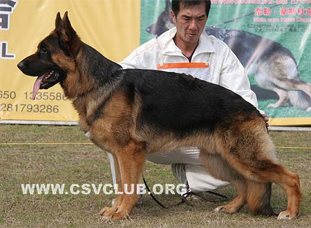 SG2 5002 克拉克 Clark von YueYang，公，2008-12-09，CSZ91709 犬主：高飞