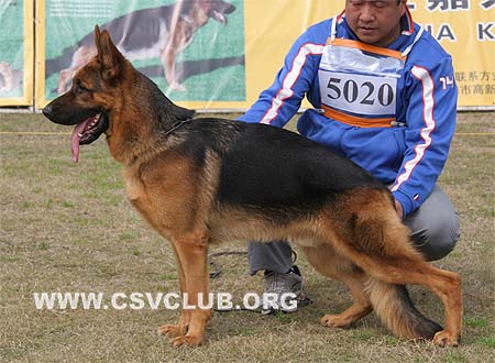 SG3 5020 蕾欧 Leo of Fable Land，公，2008-12-31，CSZ8002267 犬主：尤永红