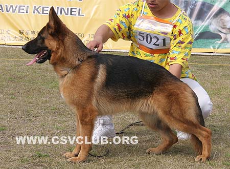 SG4 5021 波尼 Berny von Framus，公，2008-12-25，CSZ88672 犬主：俞伟军