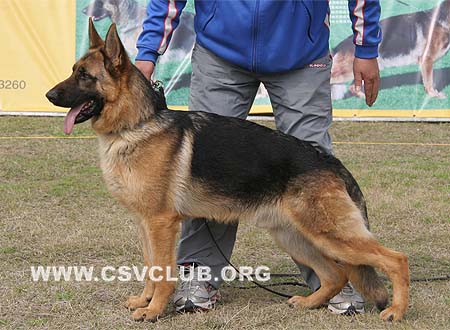 SG5 5015 克波力德 Kobold von OuWeiJie，公，2009-03-01，CSZ93755 犬主：吴秀香