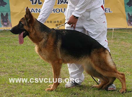 SG1 6031 柴歌 Chinger von BeiFangMingZhu，母，2009-02-25，CSZ97029 犬主：王喜庆