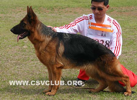 SG2 6028 古尼德拉 Gondra von ChangFeng，母，2008-11-10，CSZ90882 犬主：史国清