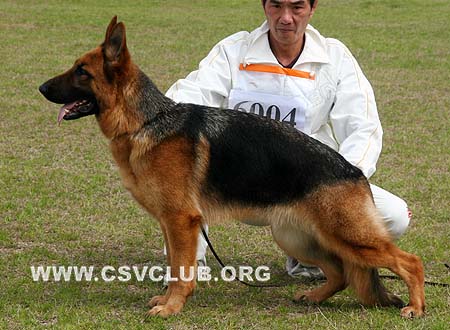 SG3 6004 克娄穆白 Colombia von KaiDi，母，2009-01-20，CSZ92931 犬主：高飞