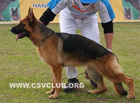 SG4 6038 伊莱娜 Elena von P&D，母，2009-02-18，CSZ91939 犬主：徐舍荣