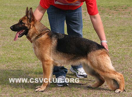 SG5 6020 答割米娜 Dagmina von BaiHui，母，2008-10-01，CSZ87266 犬主：李伯辉