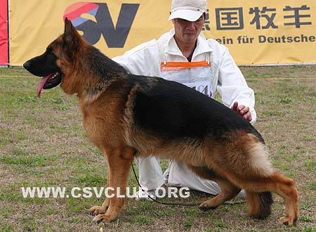 VV1 7014 绍里 Schorry von OuWeiJie，公，2009-04-27，CSZW107105 犬主：吴秀香