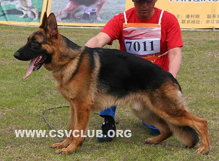 VV2 7011 得依 Dayq von ZhongYou，公，2009-04-12，CSZ98709 犬主：宋健